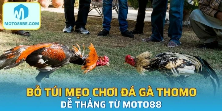 Bỏ túi mẹo chơi đá gà Thomo dễ thắng từ Moto88