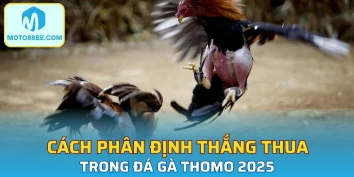 Cách phân định thắng thua trong đá gà Thomo 2025