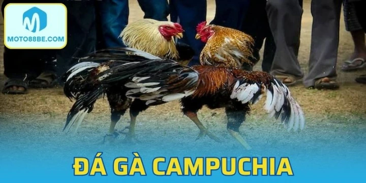 Đá Gà Campuchia Có Gì Hấp Dẫn? Lời Khuyên Của Chuyên Gia
