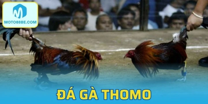 Đá Gà Thomo | Tìm Hiểu Định Nghĩa & Mẹo Chơi Hữu Ích Moto88