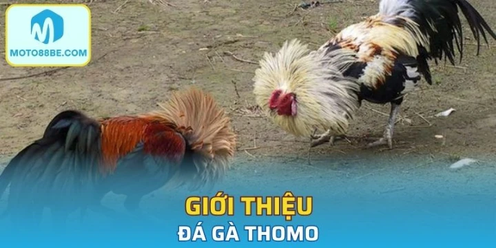 Giới thiệu đá gà Thomo