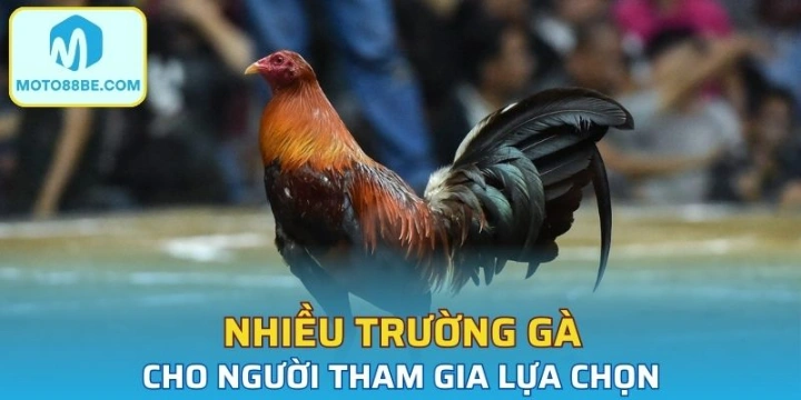 Nhiều trường gà cho người tham gia lựa chọn